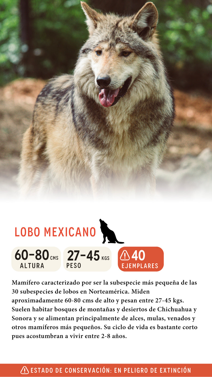 Jockey Lobo Mexicano Orgánico Camo México | Wild Lama