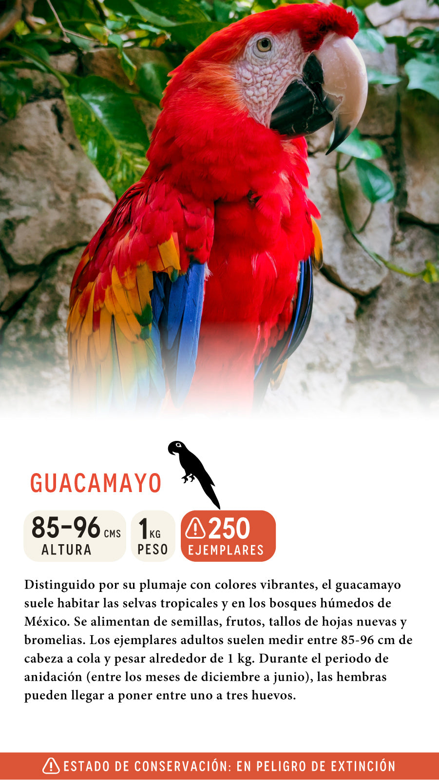 Jockey Guacamayo Orgánico Rojo México | Wild Lama