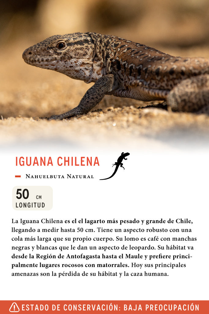 Jockey Iguana Chilena Algodón Orgánico Negro | Wild Lama