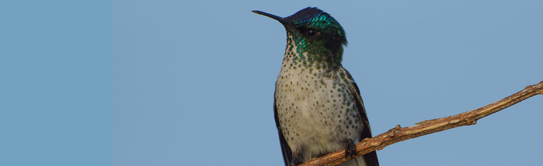8 animales chilenos en peligro de extinción
