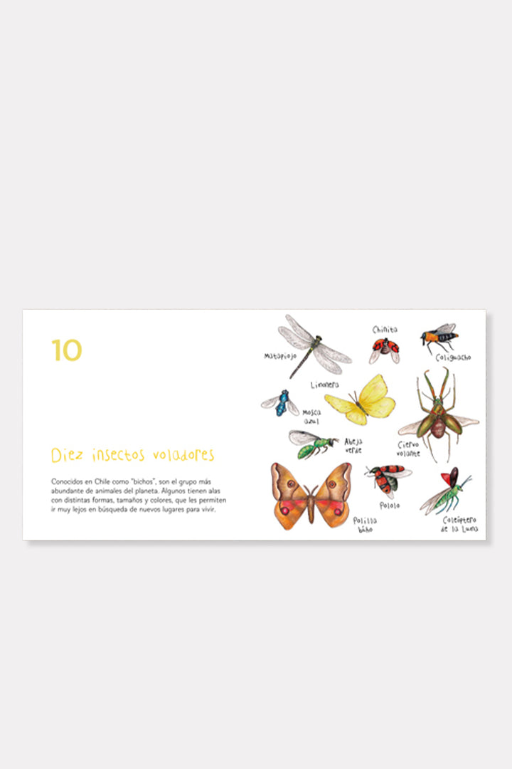 Libro "Aves de Chile de Couvé"