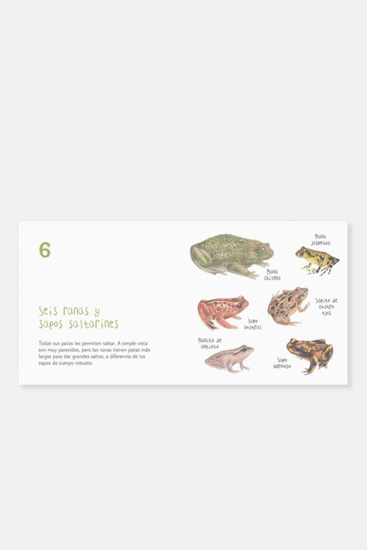 Libro "Aves de Chile de Couvé"