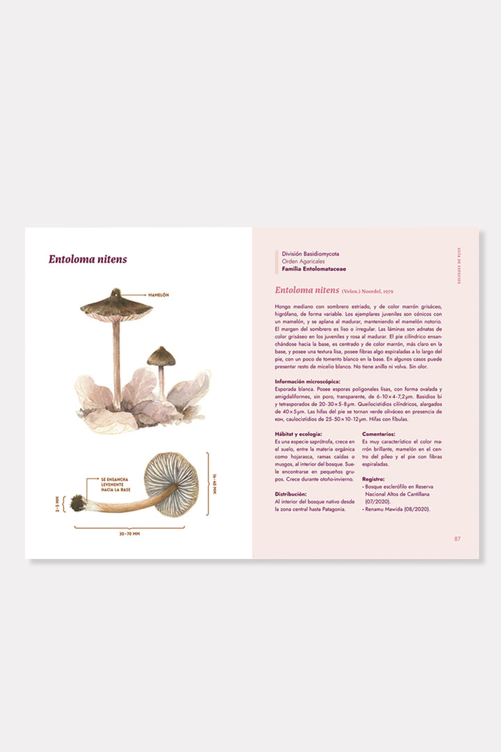 Libro "Hongos de la zona central de Chile"