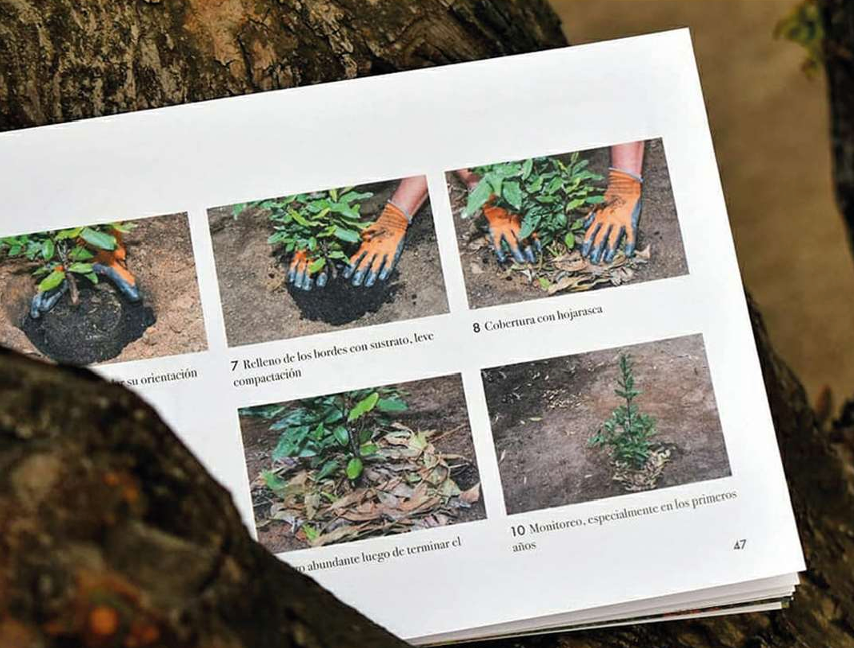 Libro Manual de propagación de árboles nativos de Chile
