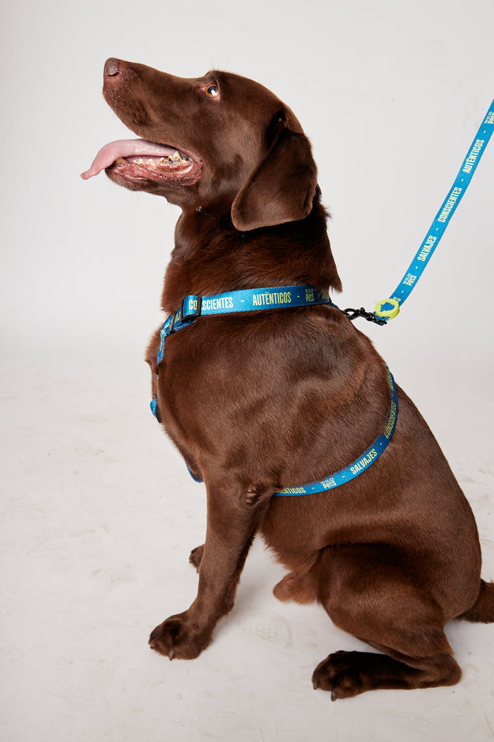 Collar Golfo Reciclado Azul Talla L