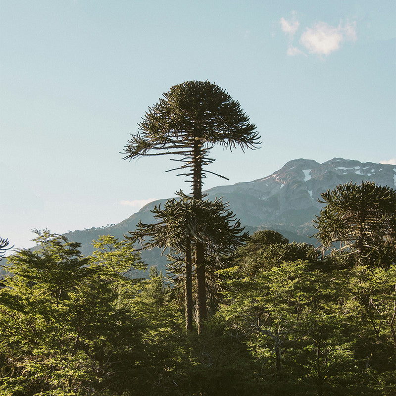 Full Stack Developer