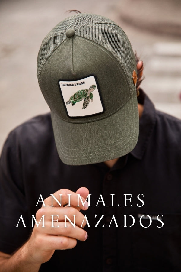 Everlane