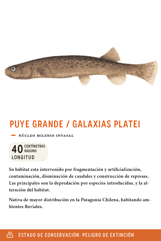 Jockey Puye Gigante Orgánico Beige