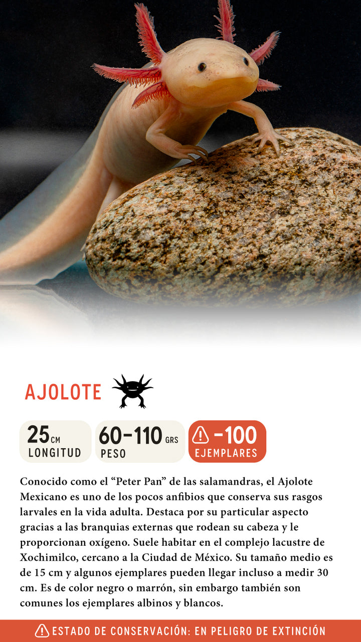 Jockey Ajolote Orgánico Burdeo México