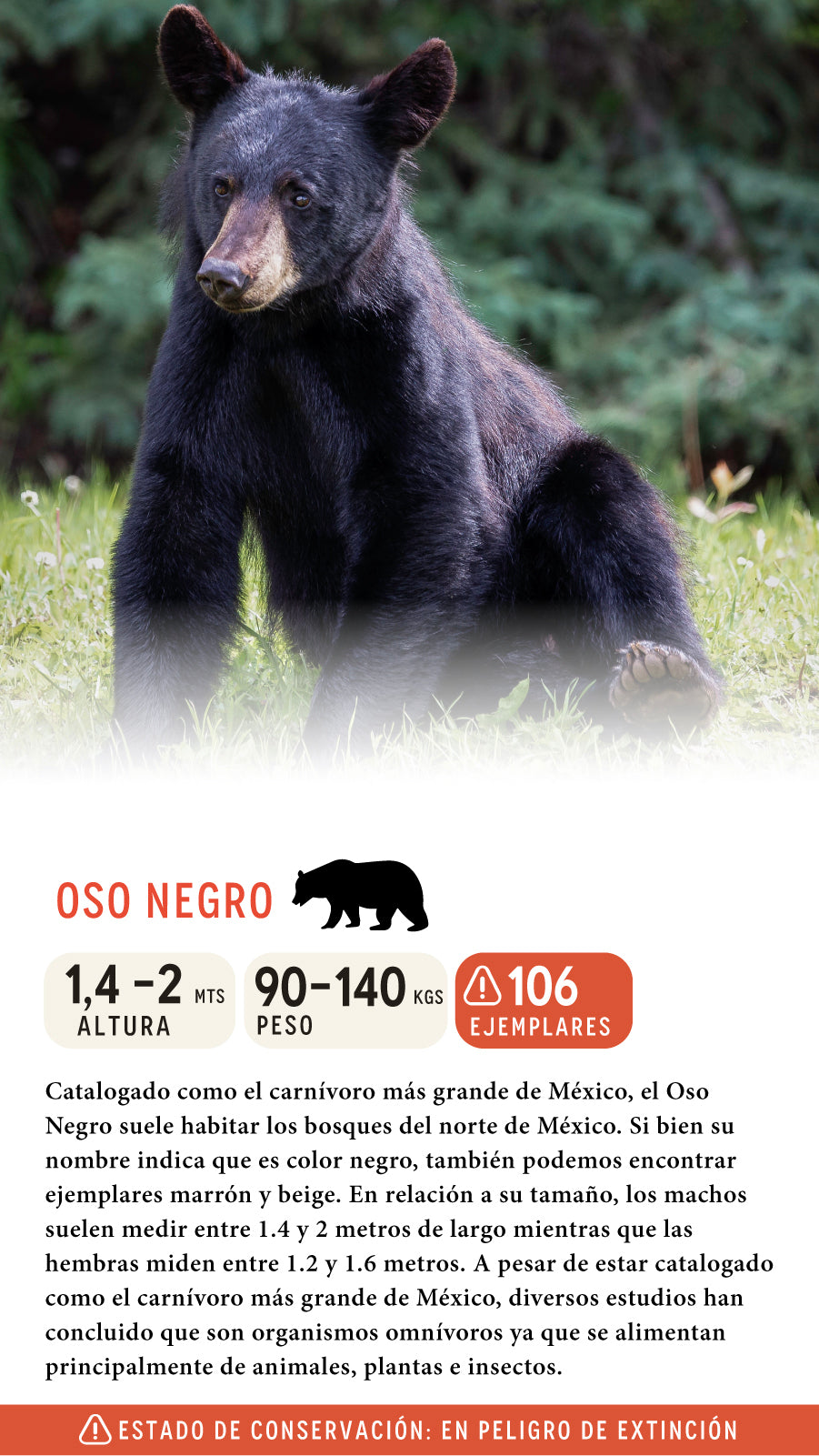 Jockey Oso Negro Orgánico Negro México