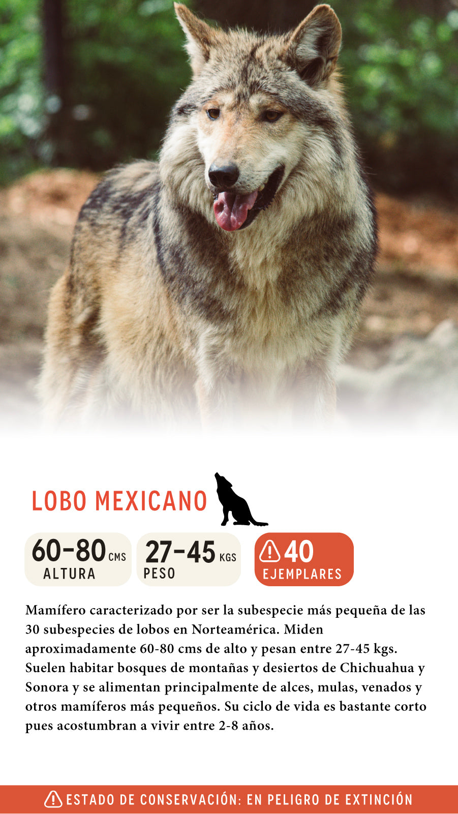 Jockey Lobo Mexicano Orgánico Camo México