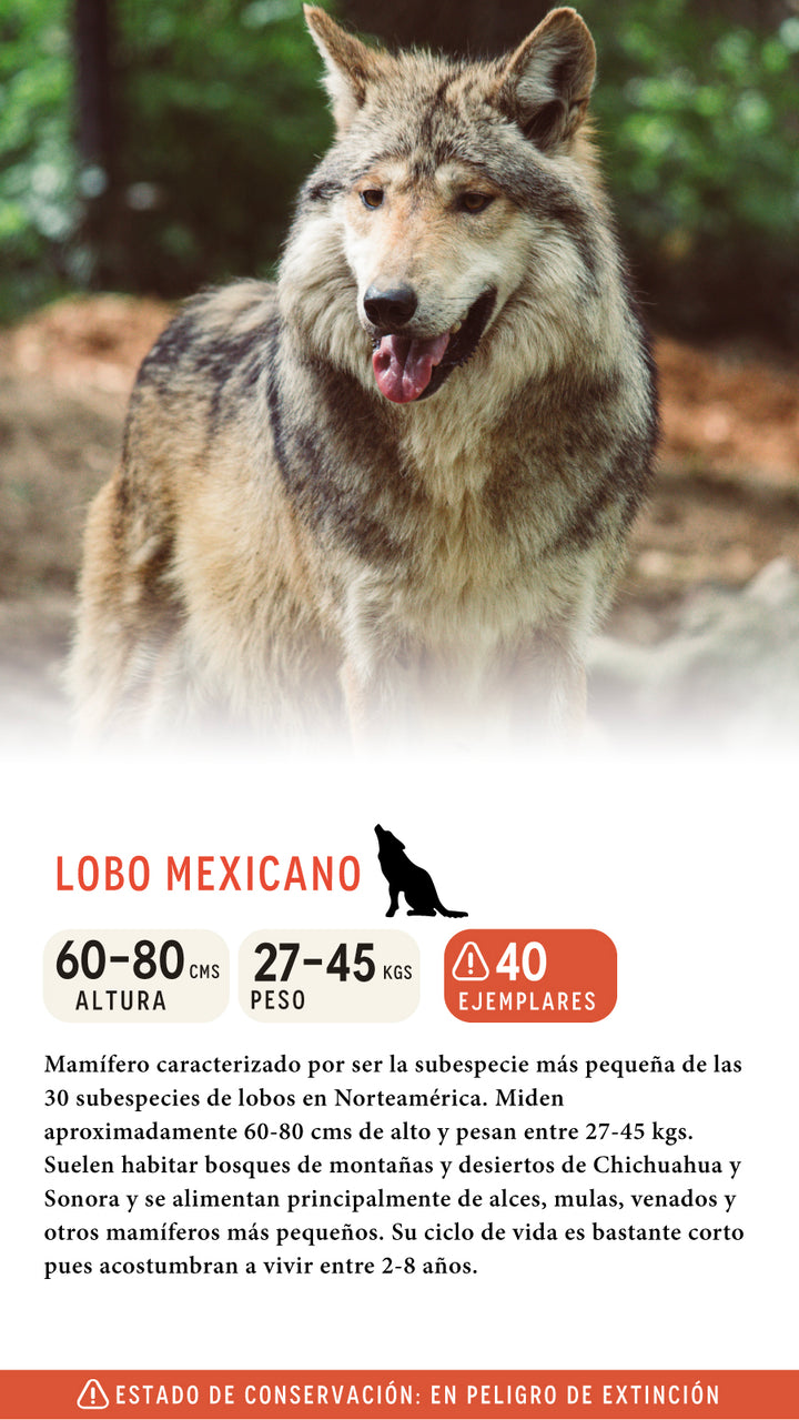 Jockey Lobo Mexicano Orgánico Camo México