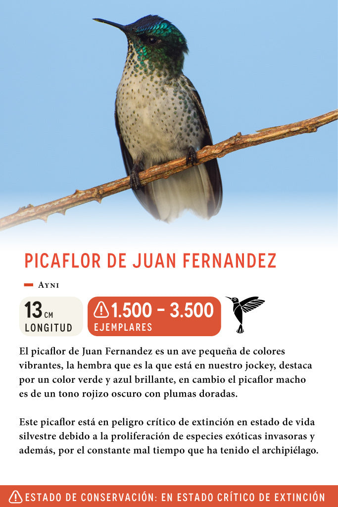 Jockey Picaflor de Juan Fernandez Algodón Orgánico Negro | Wild Lama