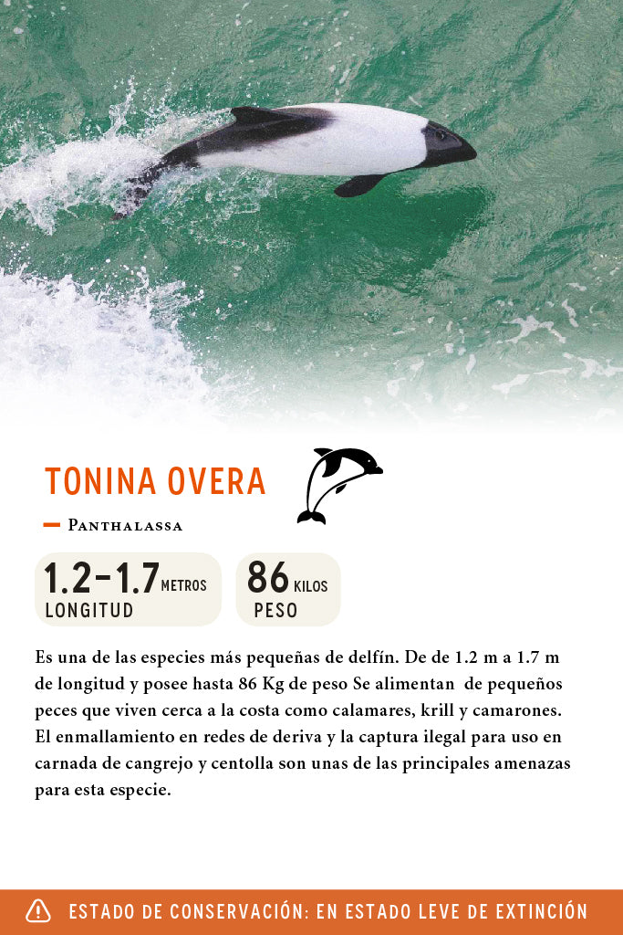 Polera Copiapita Animal Negra Niña