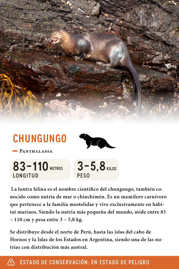 Jockey Chungungo Algodón Orgánico Café