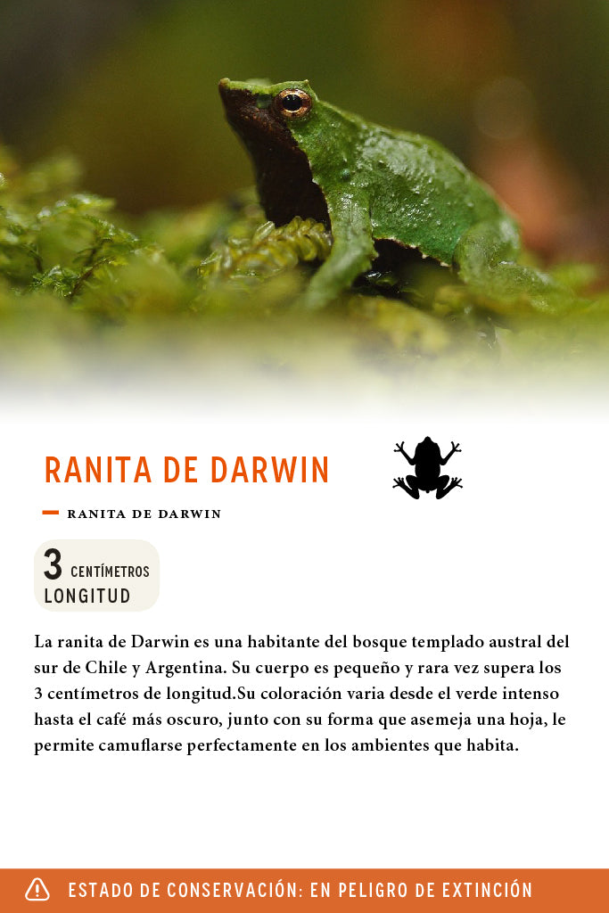 Jockey Ranita De Darwin Algodón Orgánico Negro | Wild Lama