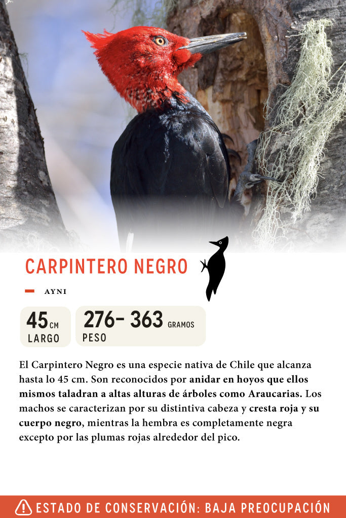 Jockey Carpintero Negro Algodón Orgánico Negro