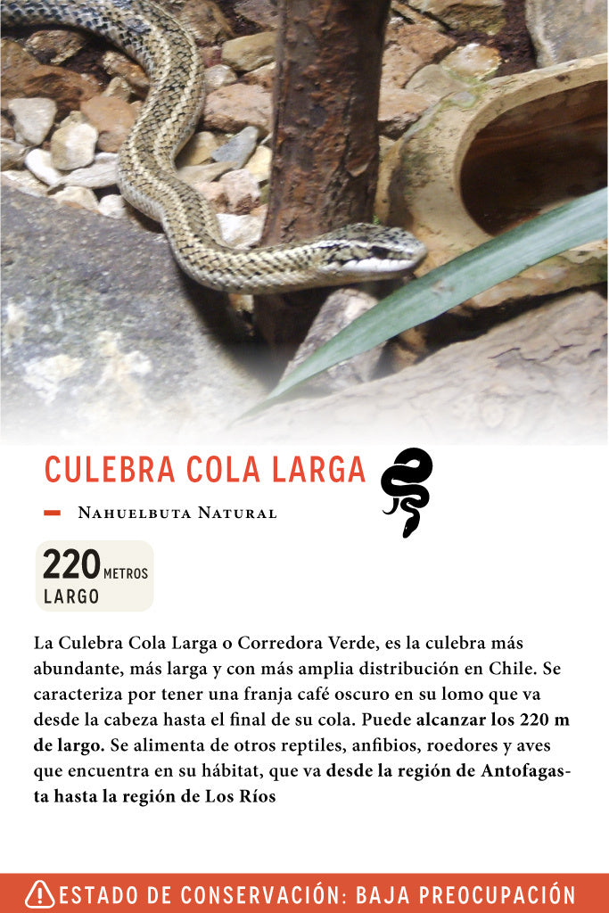 Jockey Culebra Cola Larga Algodón Orgánico Negro | Wild Lama