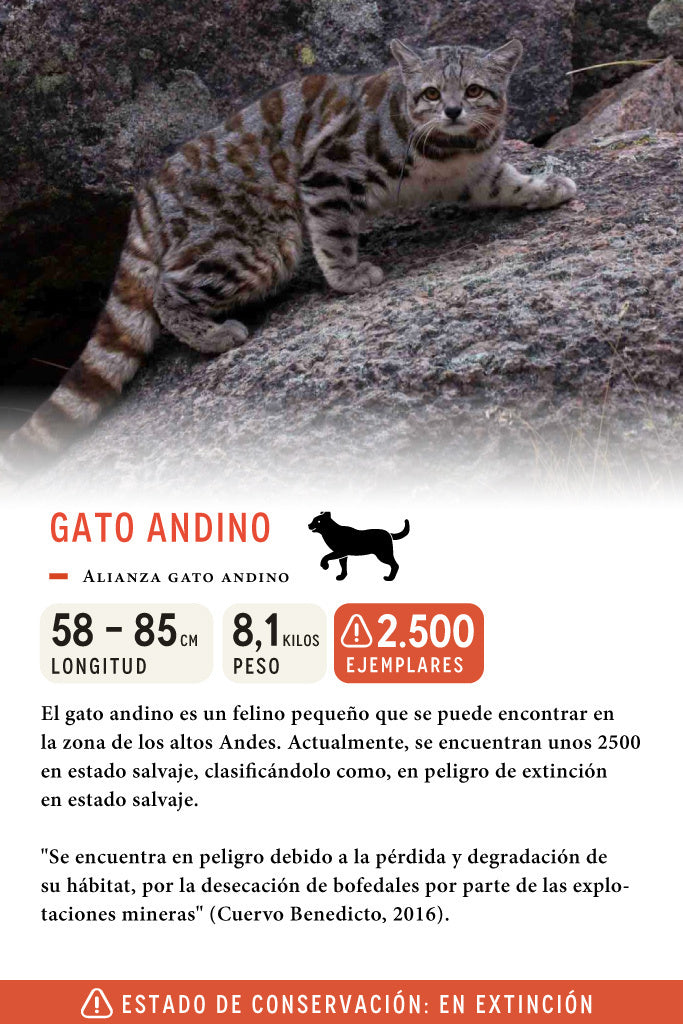 Jockey Gato Andino Lino Blanco | Wild Lama