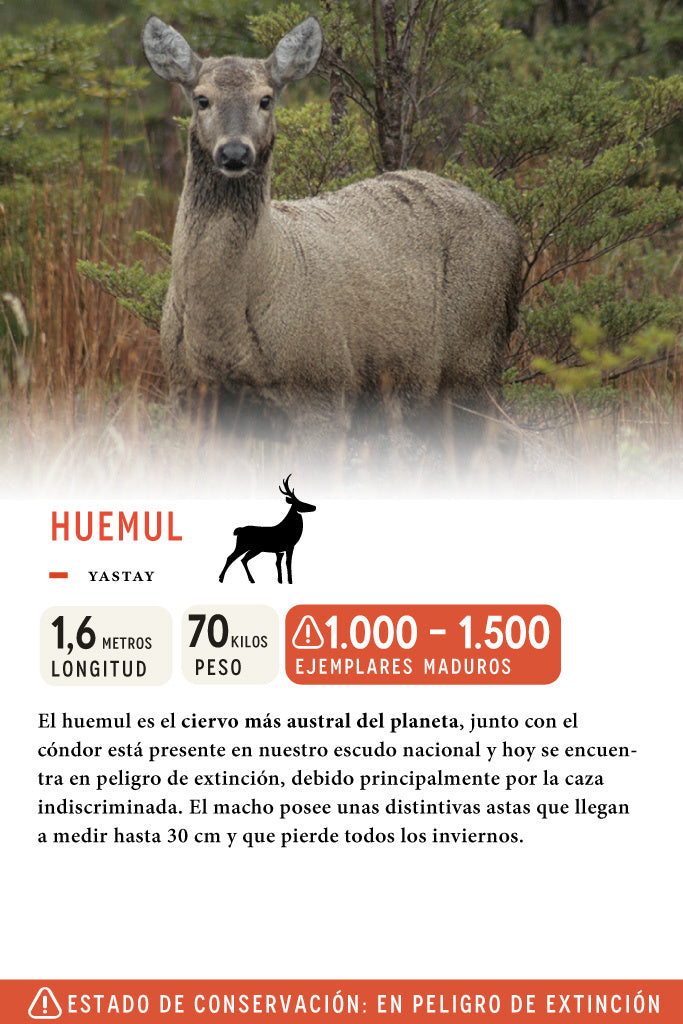 Botella Clásica Deportiva Cerro Castillo Huemul x Klean Kanteen | Wild Lama