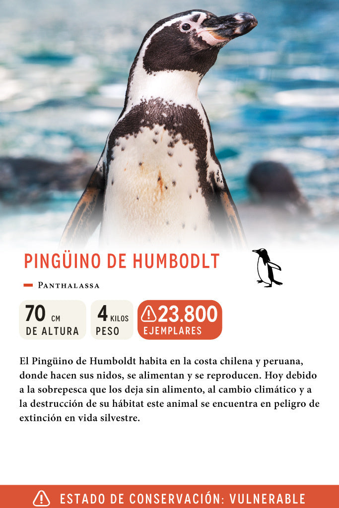 Jockey Pingüino de Humboldt Cotelé Petróleo | Wild Lama