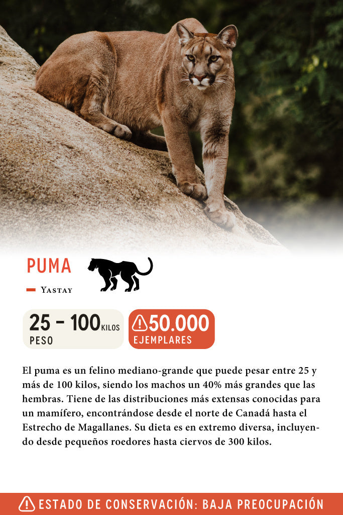 Jockey Puma Algodón Orgánico Negro | Wild Lama