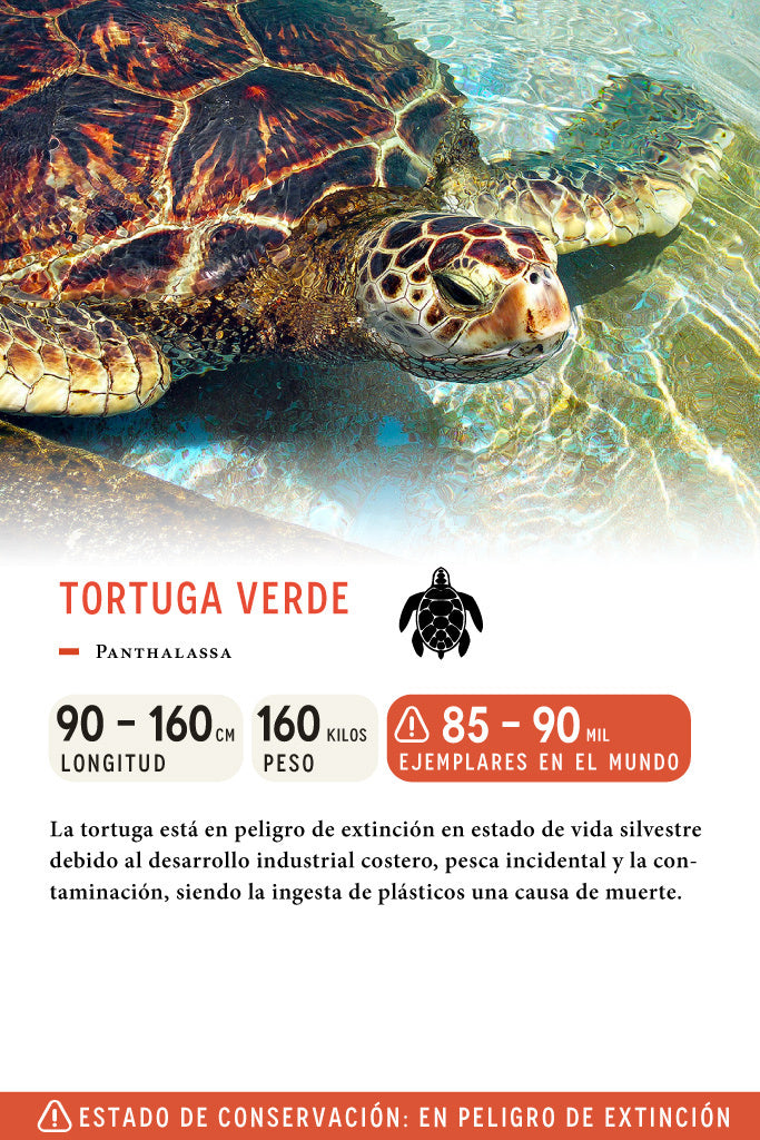 Jockey Tortuga Orgánico Bordado Contraste Beige